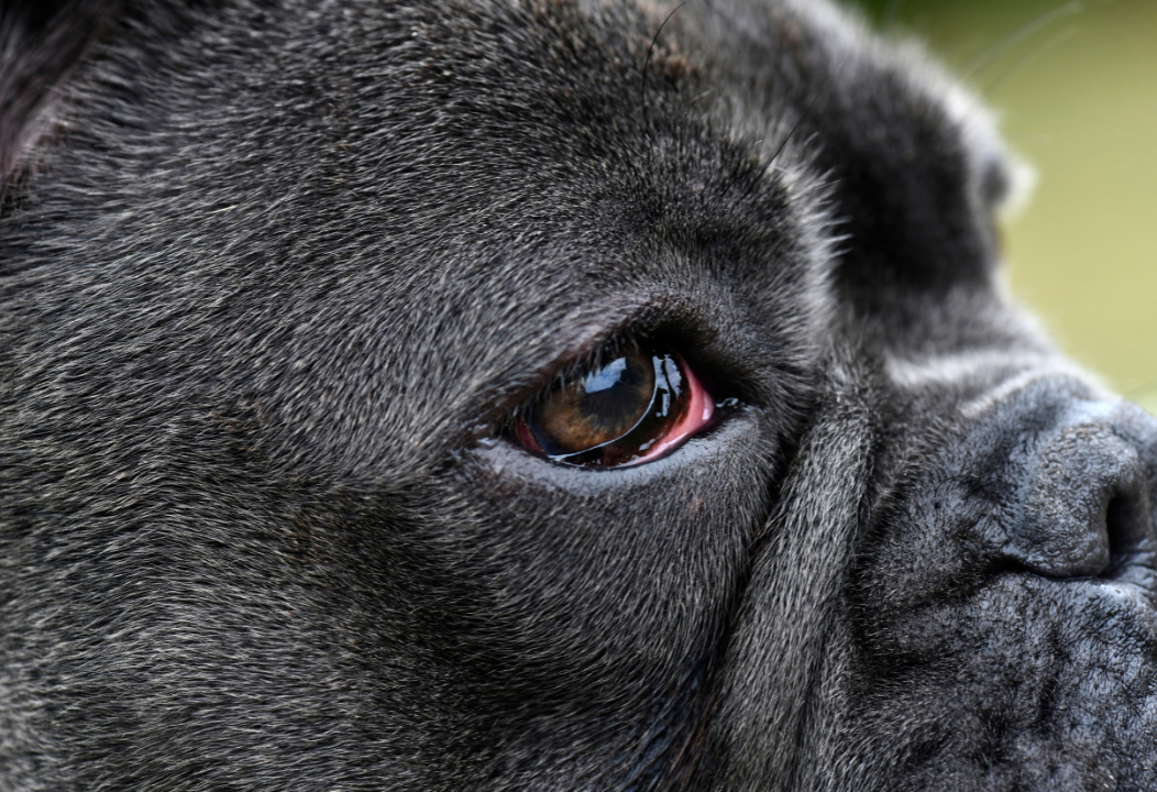 Conjonctivite chez le chien : Symptômes et traitements efficaces