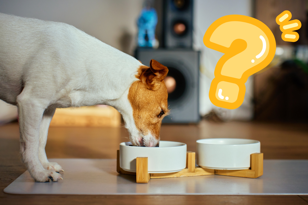 Combien de repas par jour pour un chien : conseils et recommandations