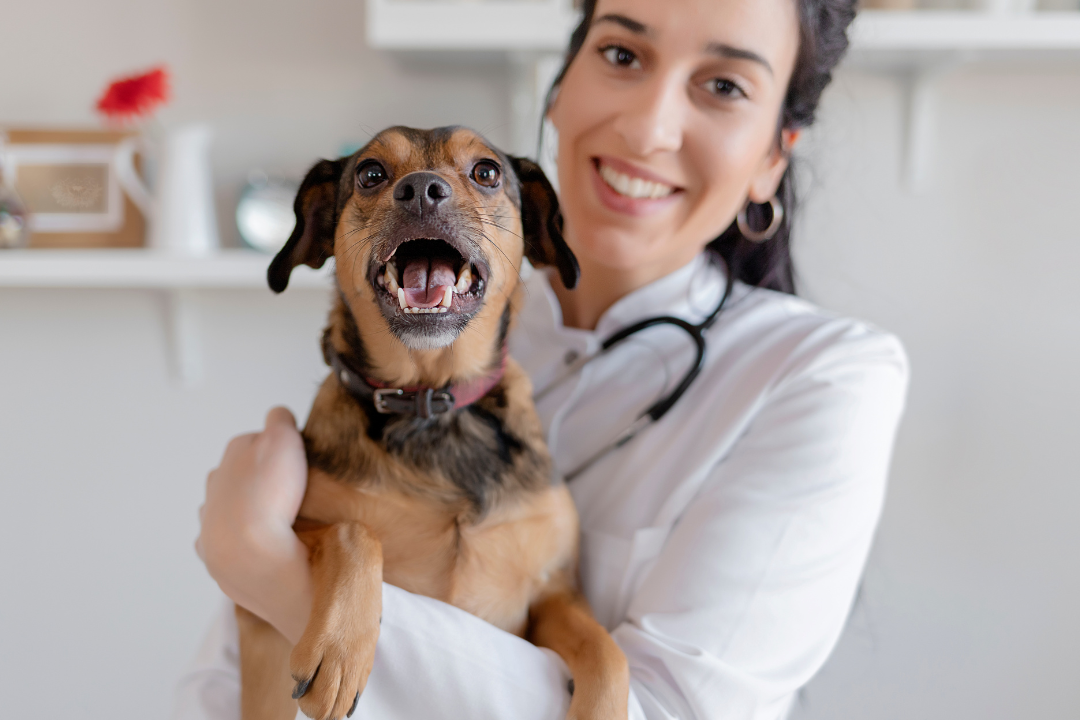 santé chien conseils vétérinaire