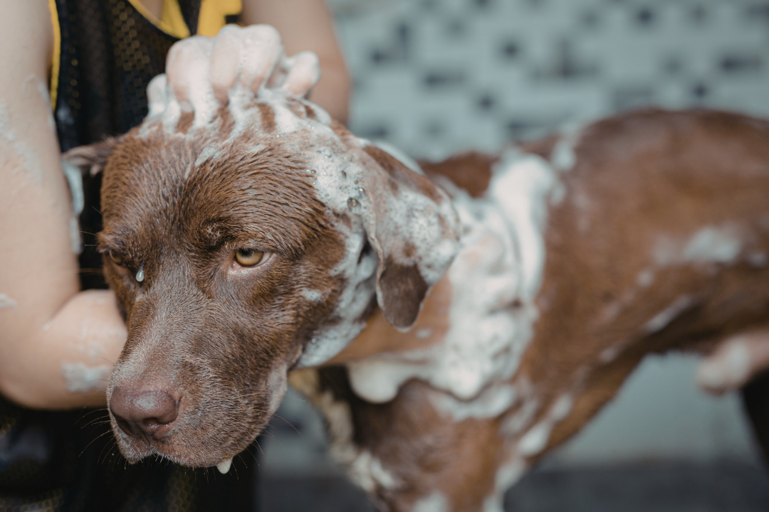 À quelle fréquence laver mon chien chaque mois ?