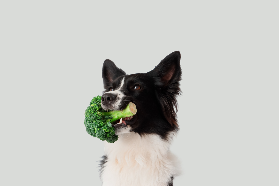 Alimentation chien végétarien : est-ce vraiment possible et sans risque pour votre animal ?