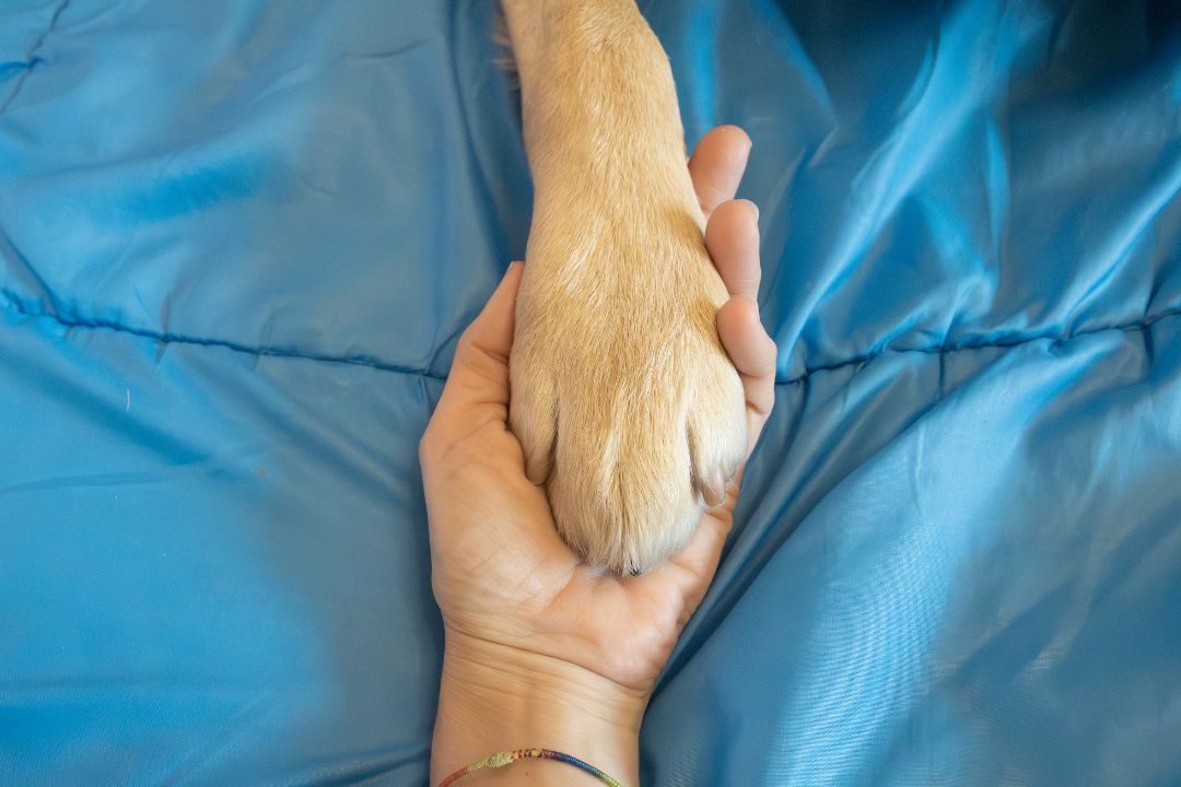 Couper les griffes de son chien sans stress : 5 conseils essentiels