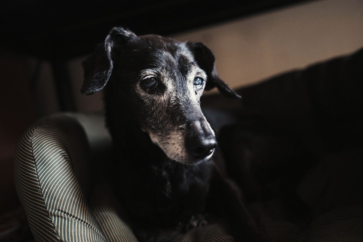Arthrose chez le chien âgé : symptômes et soulagement
