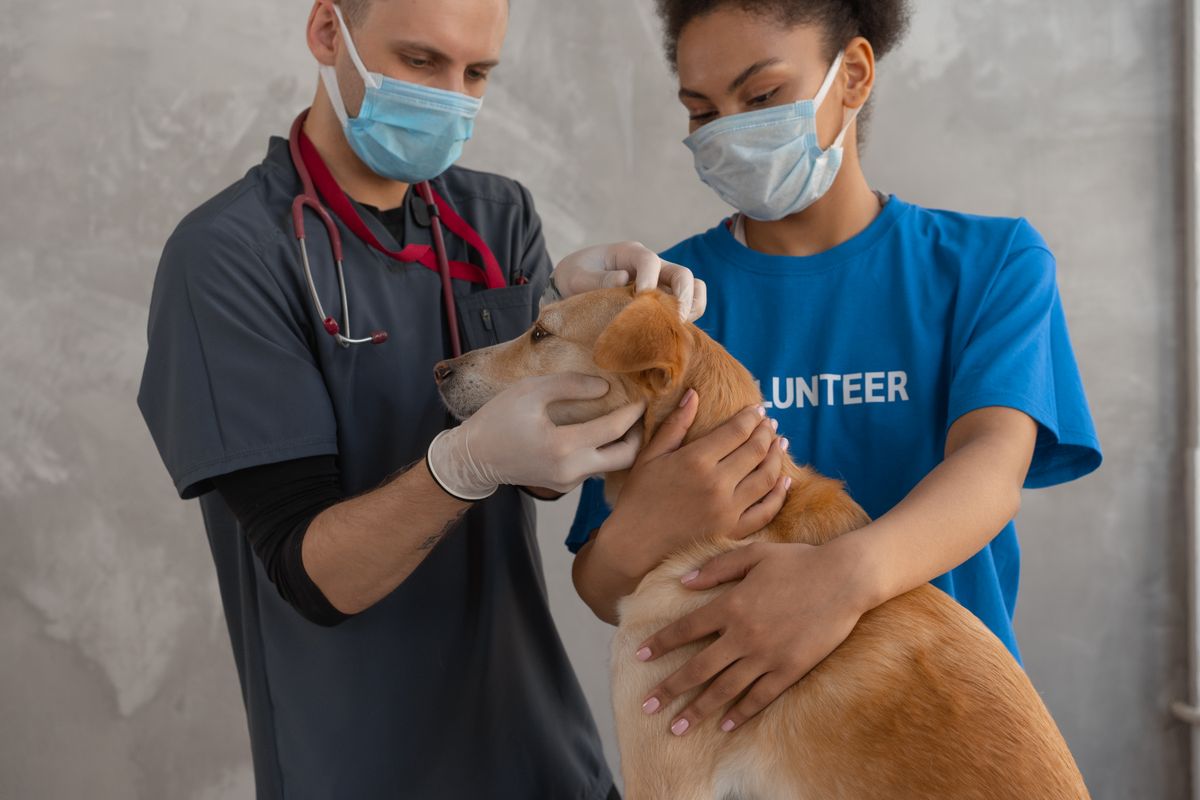 Assurance santé pour chien : est-ce vraiment utile ?