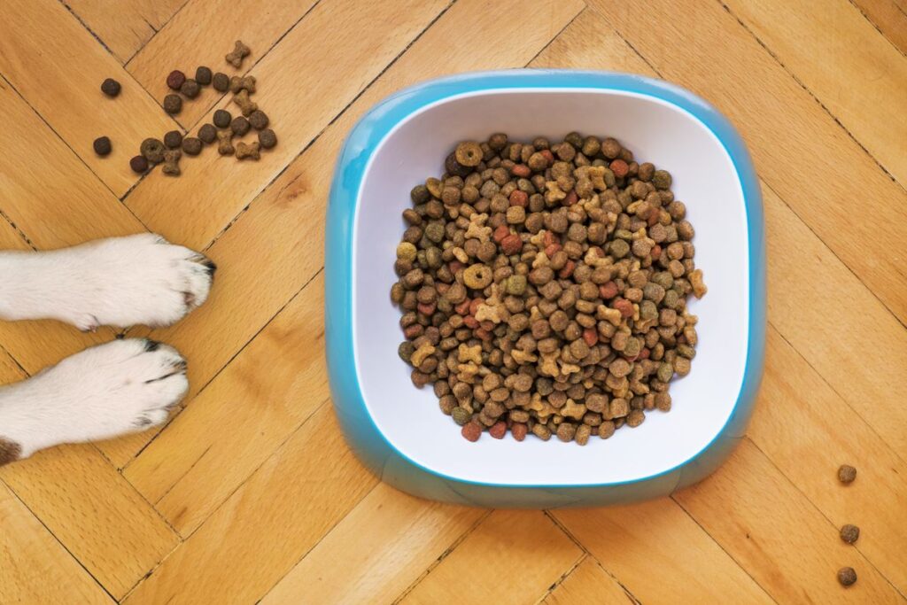 Bien choisir la taille de croquettes : l’essentiel pour la santé de votre chien
