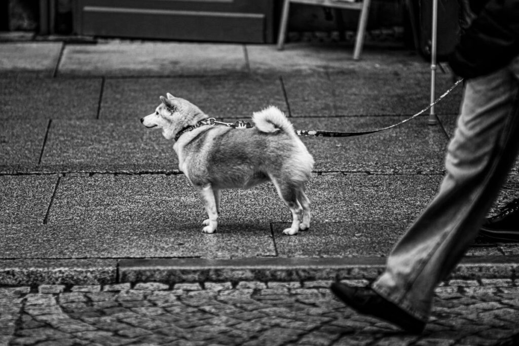 Chien qui tire en laisse : comment lui apprendre à marcher au pied