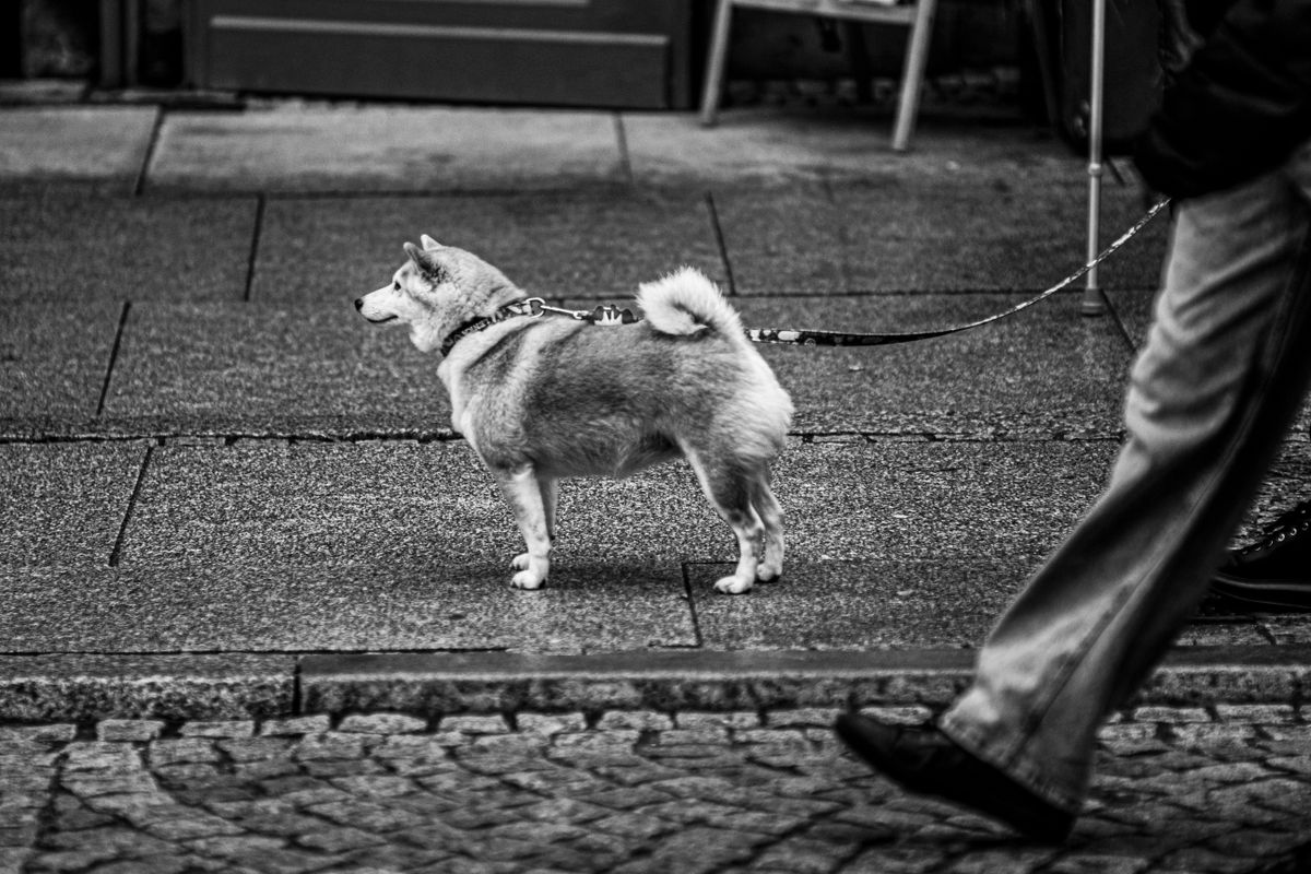 Chien qui tire en laisse : comment lui apprendre à marcher au pied