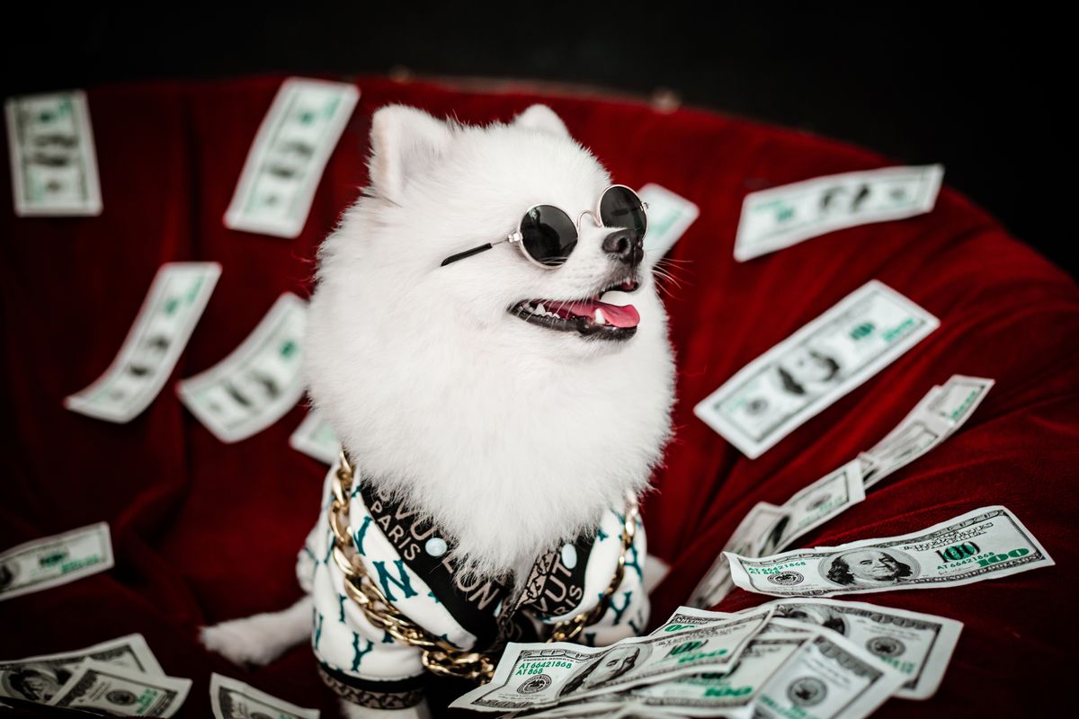 Combien coûte un chien par mois ? (budget réel)