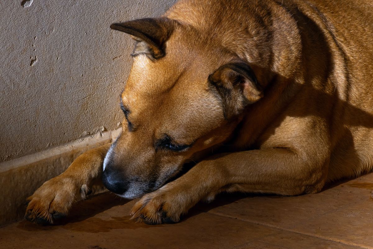 Coup de chaleur chez le chien : reconnaître l'urgence et réagir