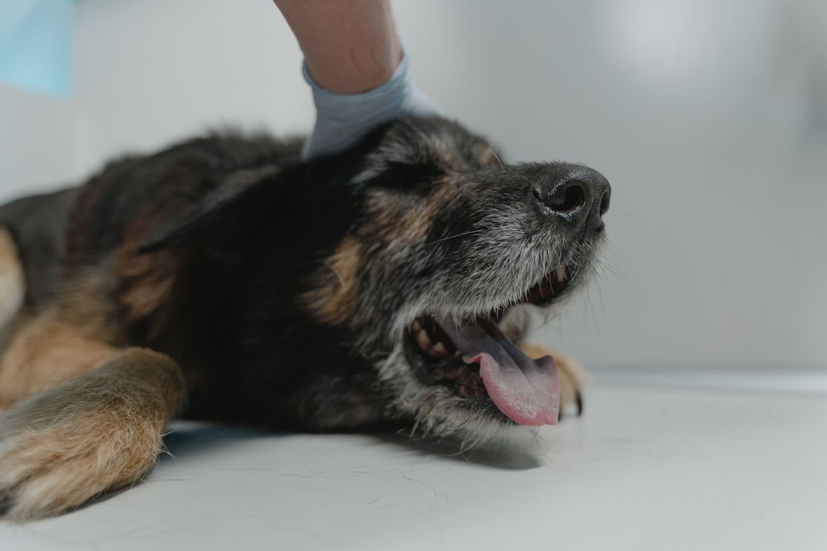 Otite chez le chien : causes, symptômes et traitement - 1. L’essentiel à savoir sur l’otite canine