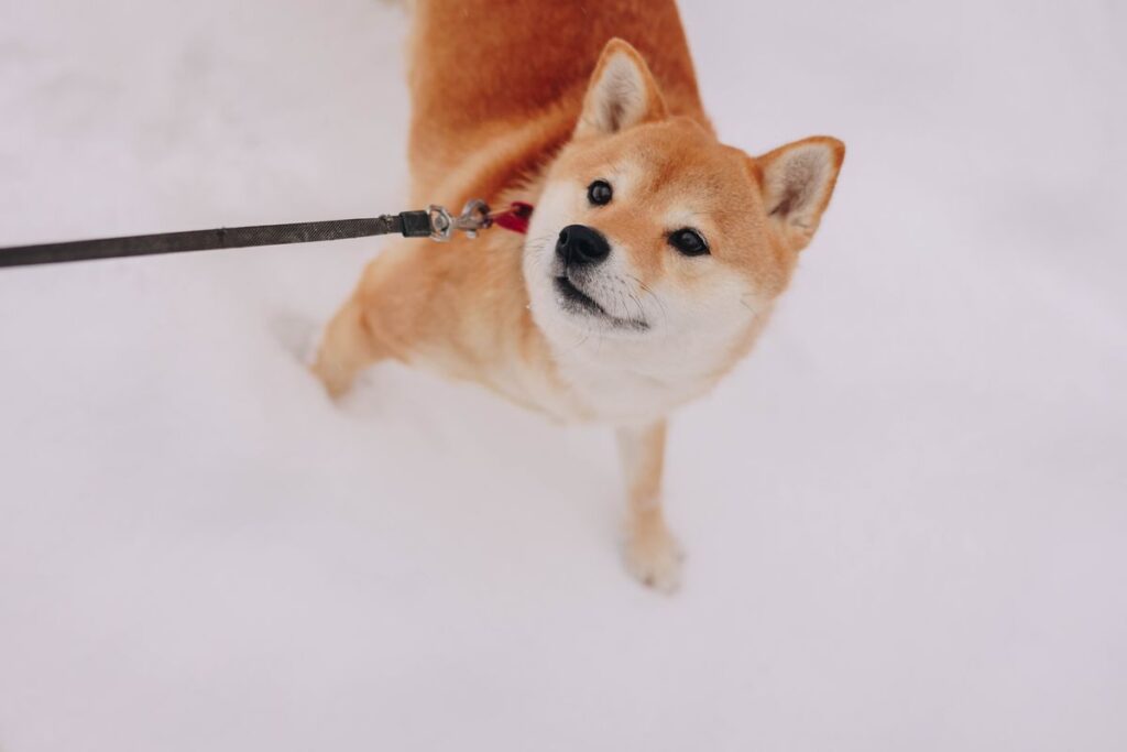 Promener son chien en hiver : précautions par grand froid