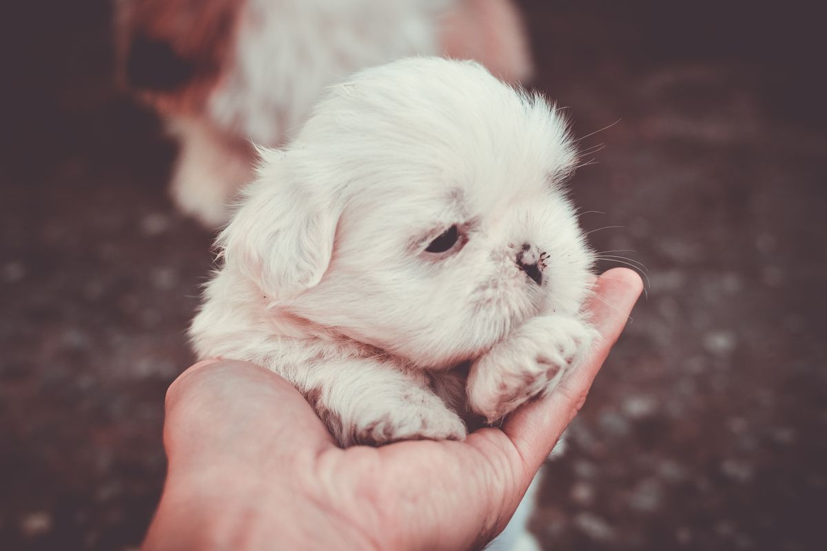 Propreté du chiot : méthode étape par étape
