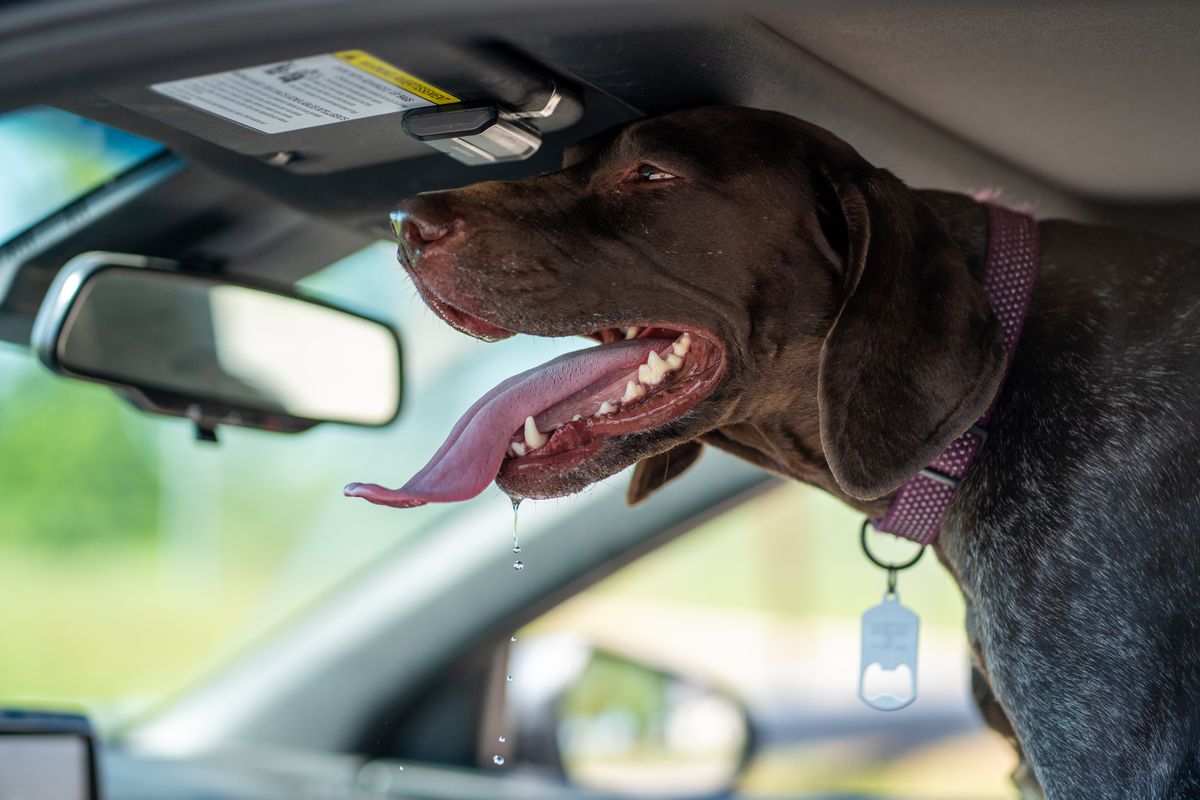 Protéger son chien de la chaleur en été : conseils et précautions essentielles
