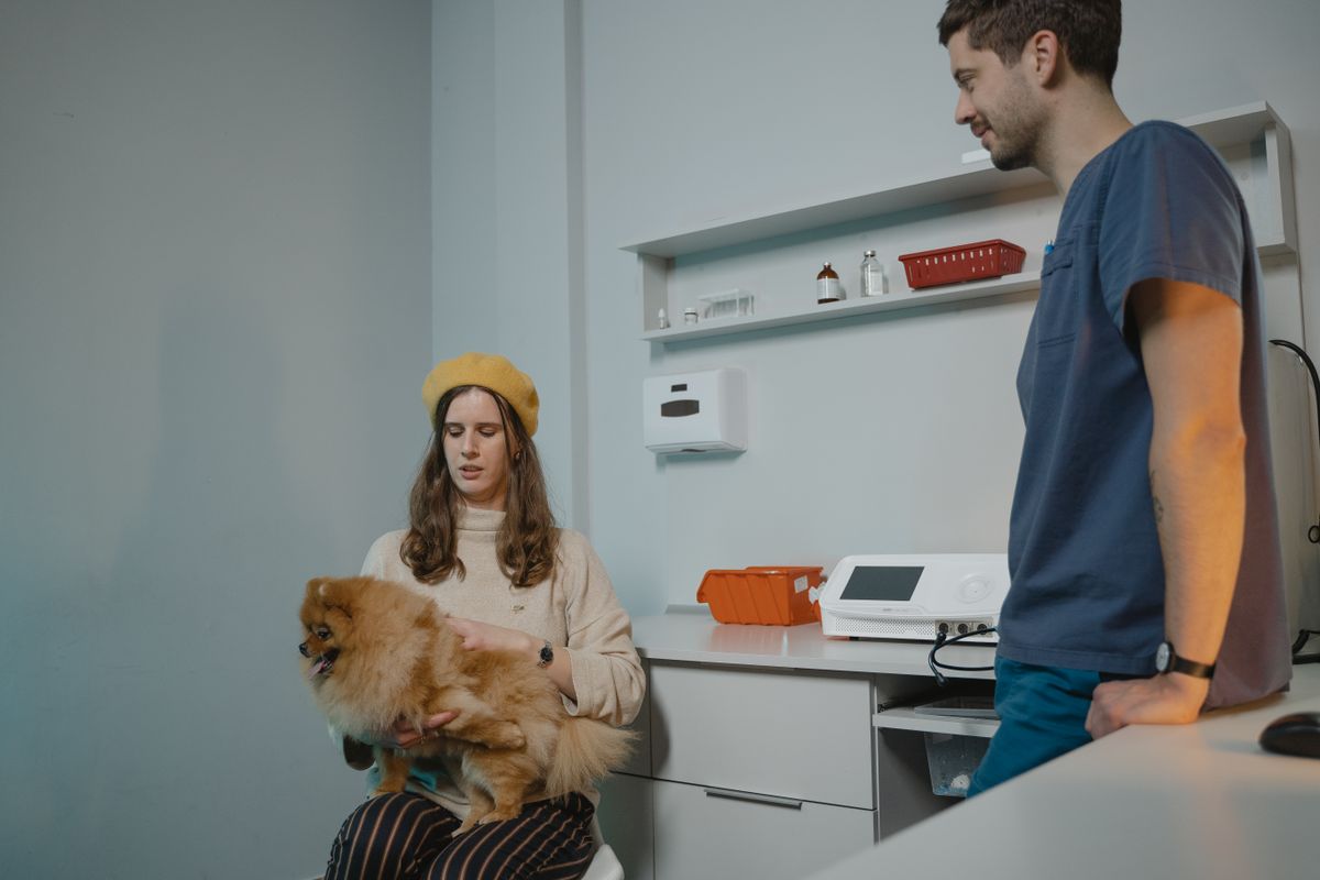 Stérilisation et castration du chien : avantages, âge et tarifs