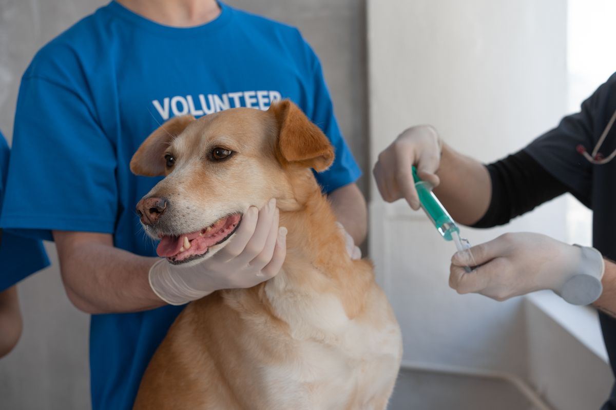 Vaccins du chien : calendrier complet et prix