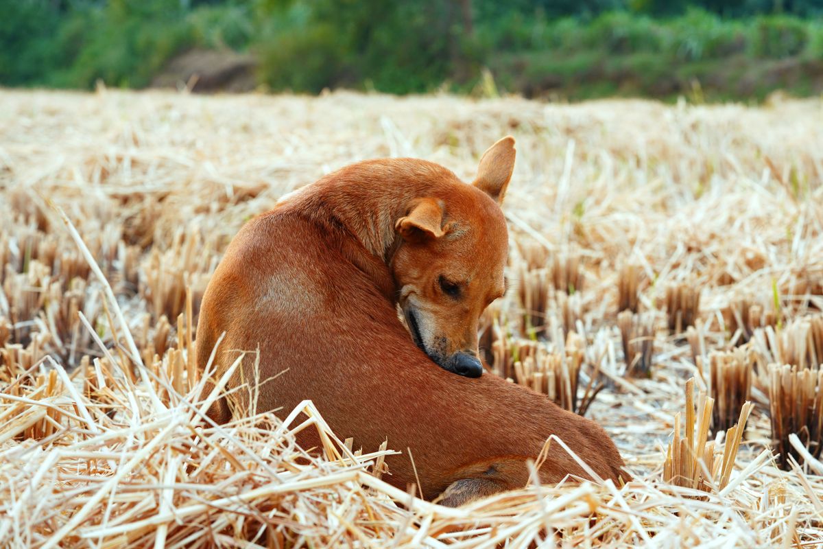 Vermifuge pour chien : quand et comment l'administrer