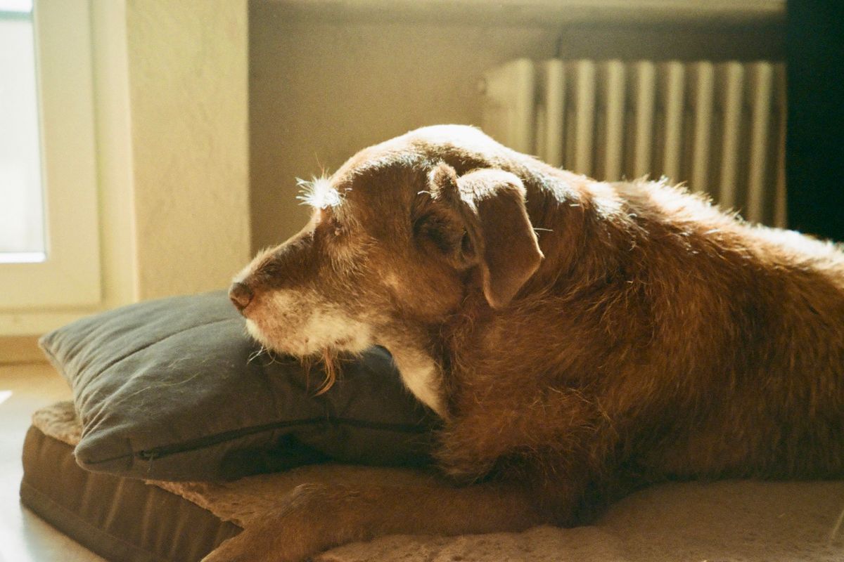 Vieillir avec son chien : adapter son quotidien au chien senior
