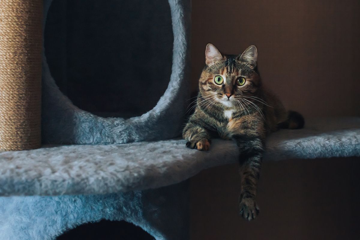 Arbre chat IKEA : design, praticité et bien-être pour votre félin