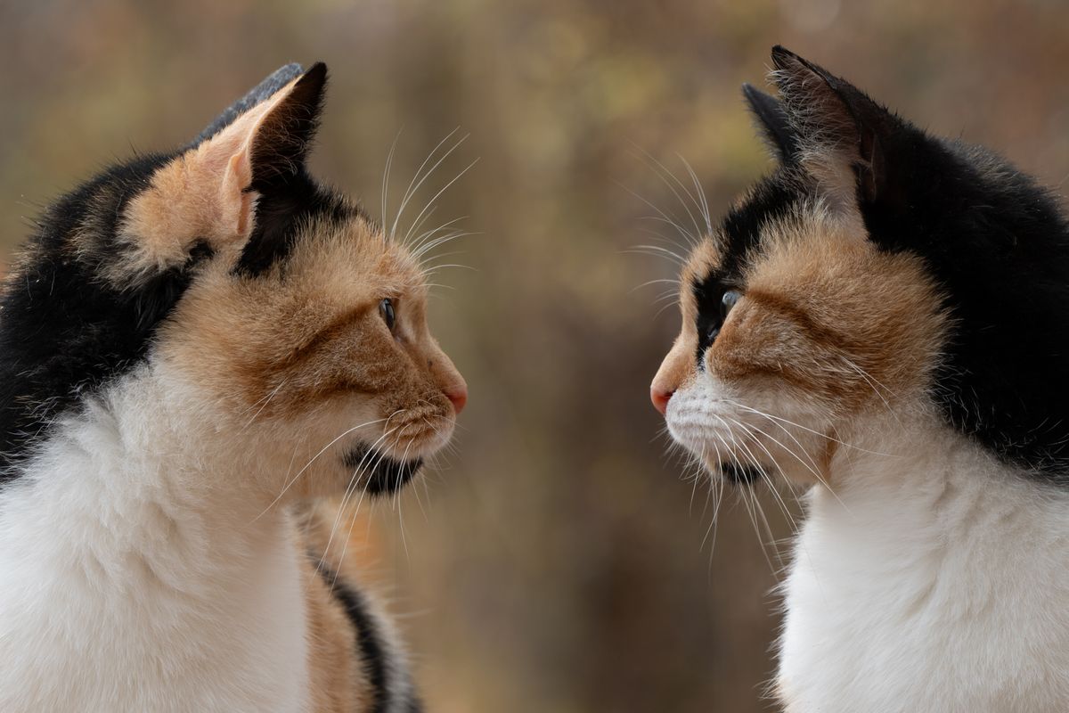 Chat langage : tout comprendre sur la communication féline