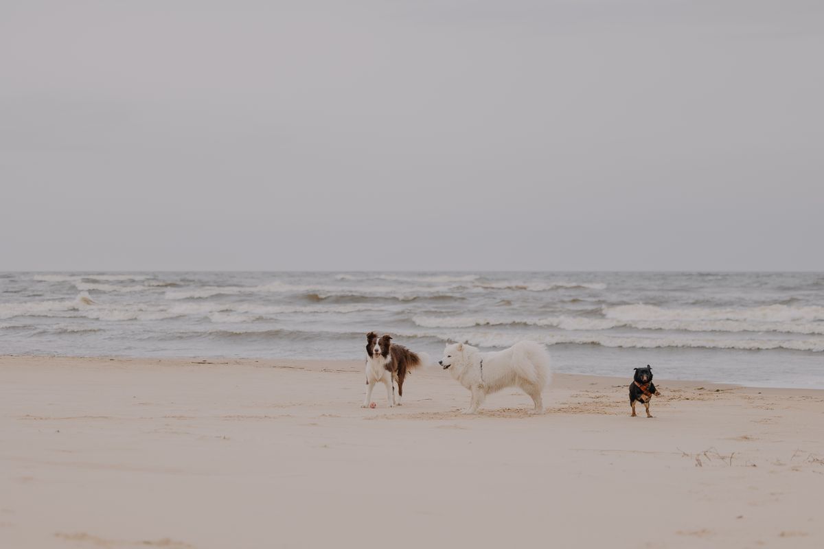 Chiens et plage : tout savoir pour profiter du littoral avec votre compagnon