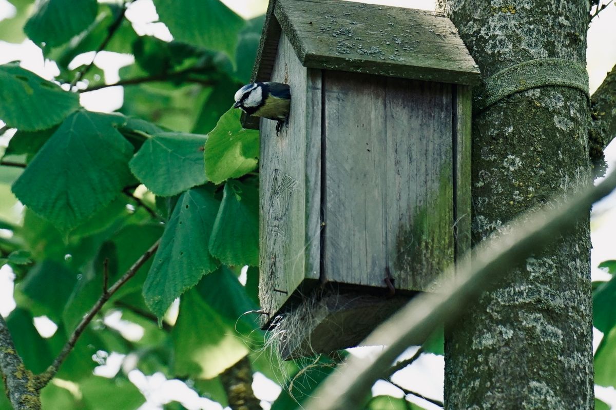 Nichoir oiseaux à fabriquer soi-même facile : conseils, modèles et astuces pour réussir