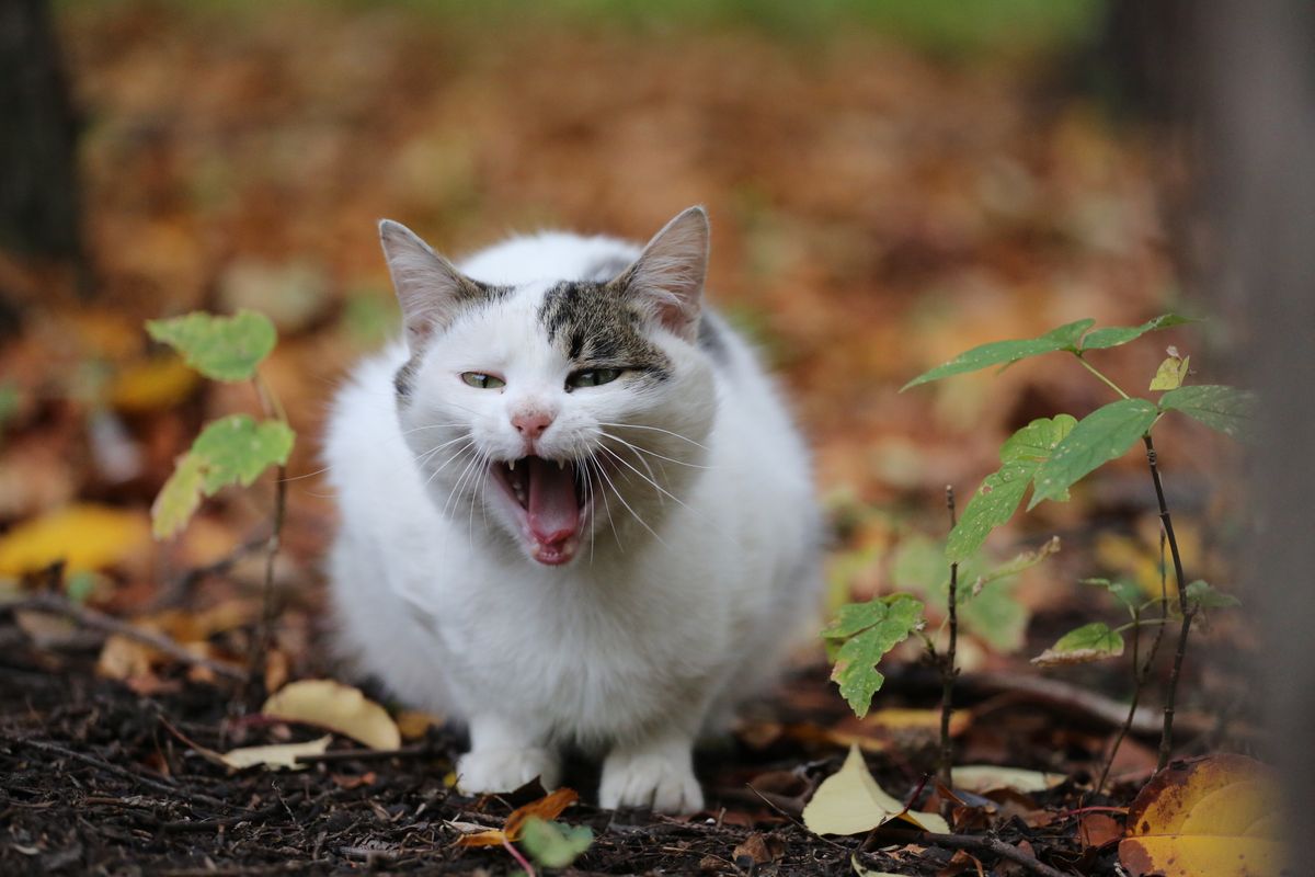 Parler le chat : comprendre et communiquer avec son félin
