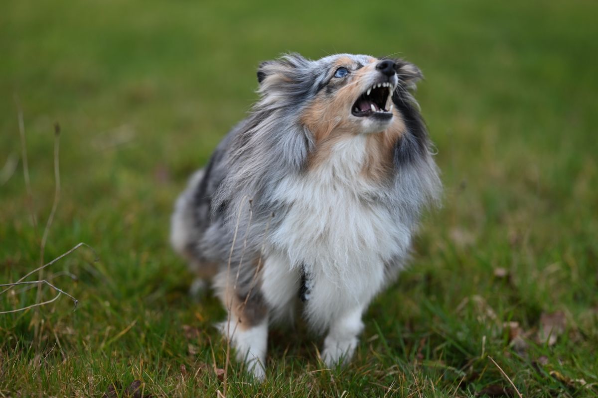 Plainte chien qui aboie : comprendre, prévenir et gérer les nuisances sonores