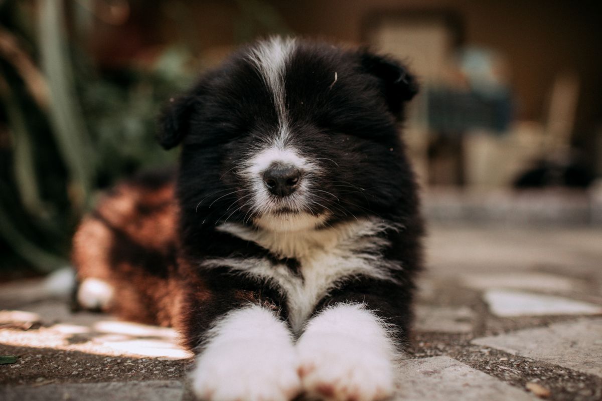 Border Collie chiot : conseils pour l’accueillir chez vous