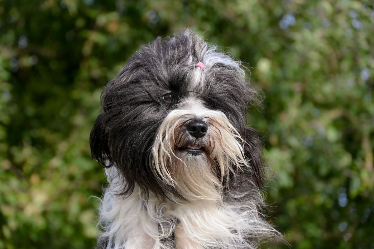 Havana Bichon : un petit chien joyeux et affectueux - Le Havana Bichon : origines, physique et particularités