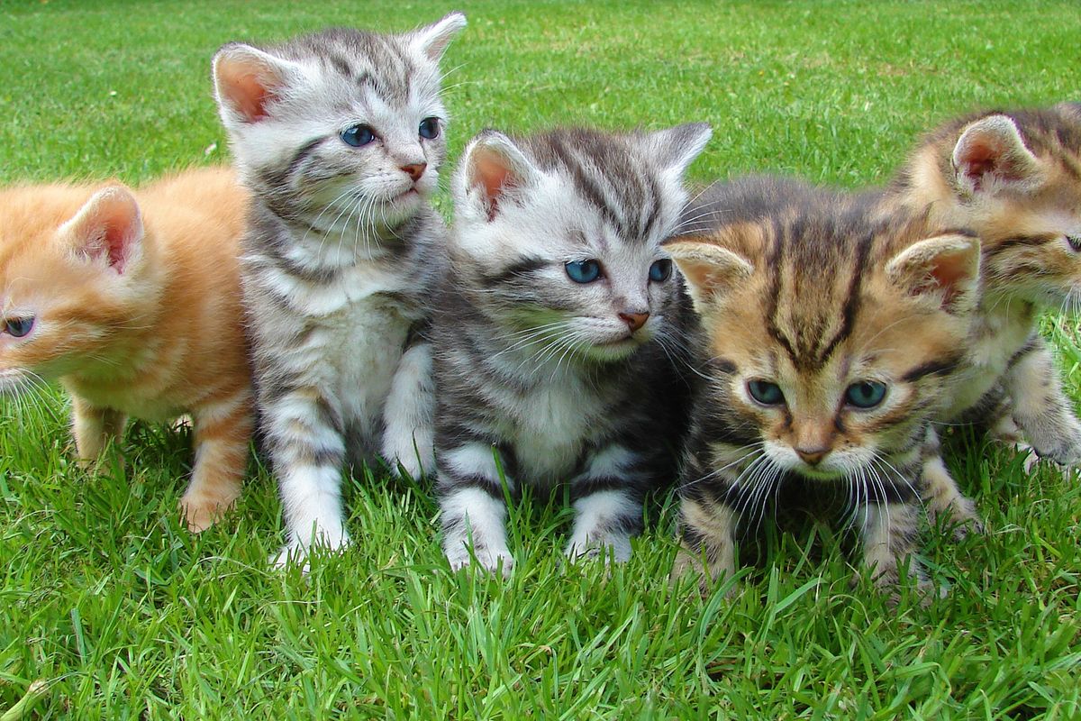 Anti-puce pour chaton : protéger votre petit félin en douceur
