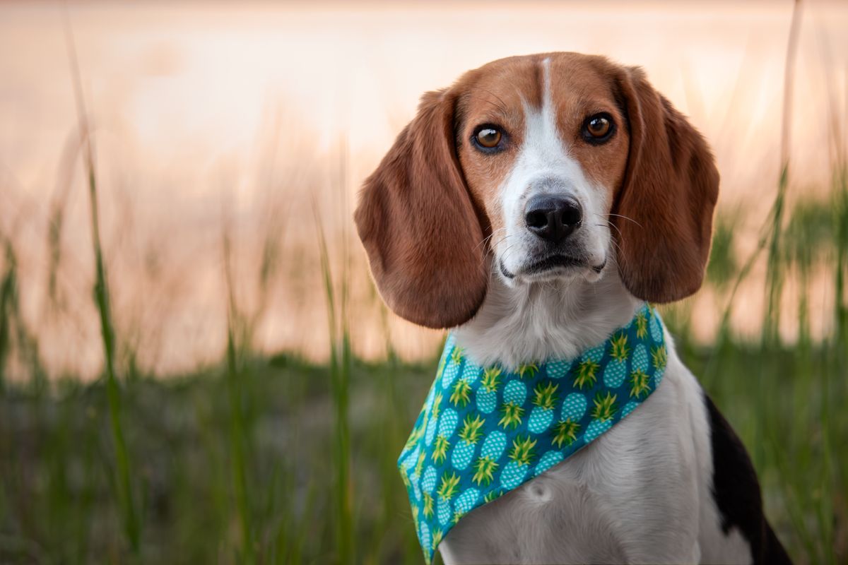 Beagle Harrier breed : temperament, care and origins