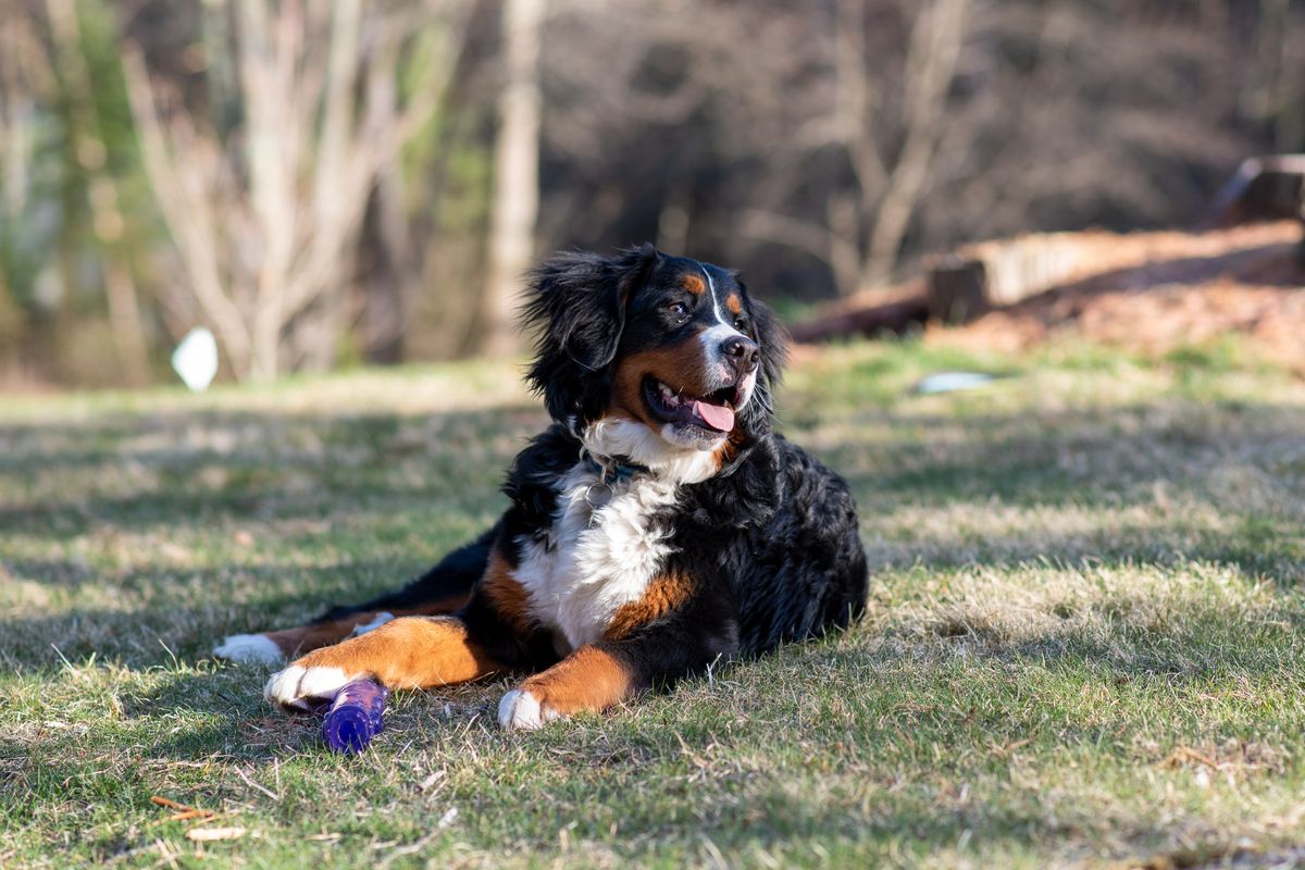 bernedoodle - 1. Le Bernedoodle : un chien issu de deux races complémentaires