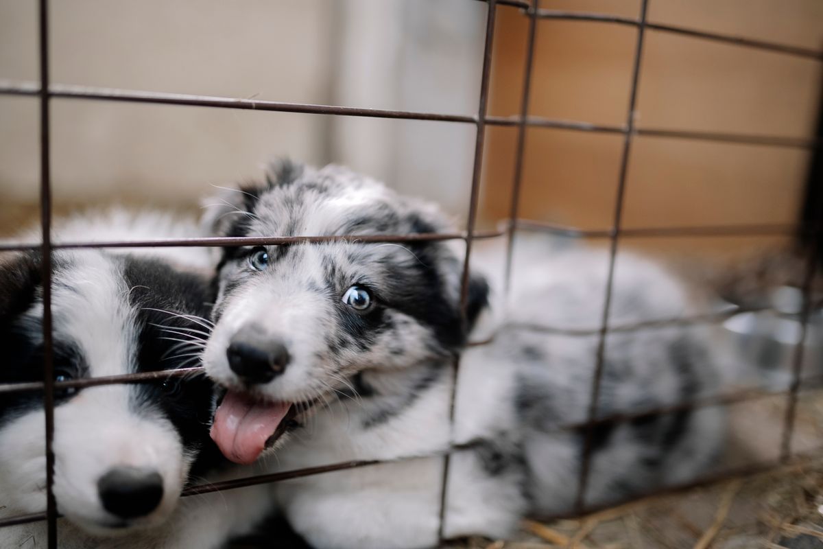 Border collie chiot 2 mois à donner : conseils d’adoption