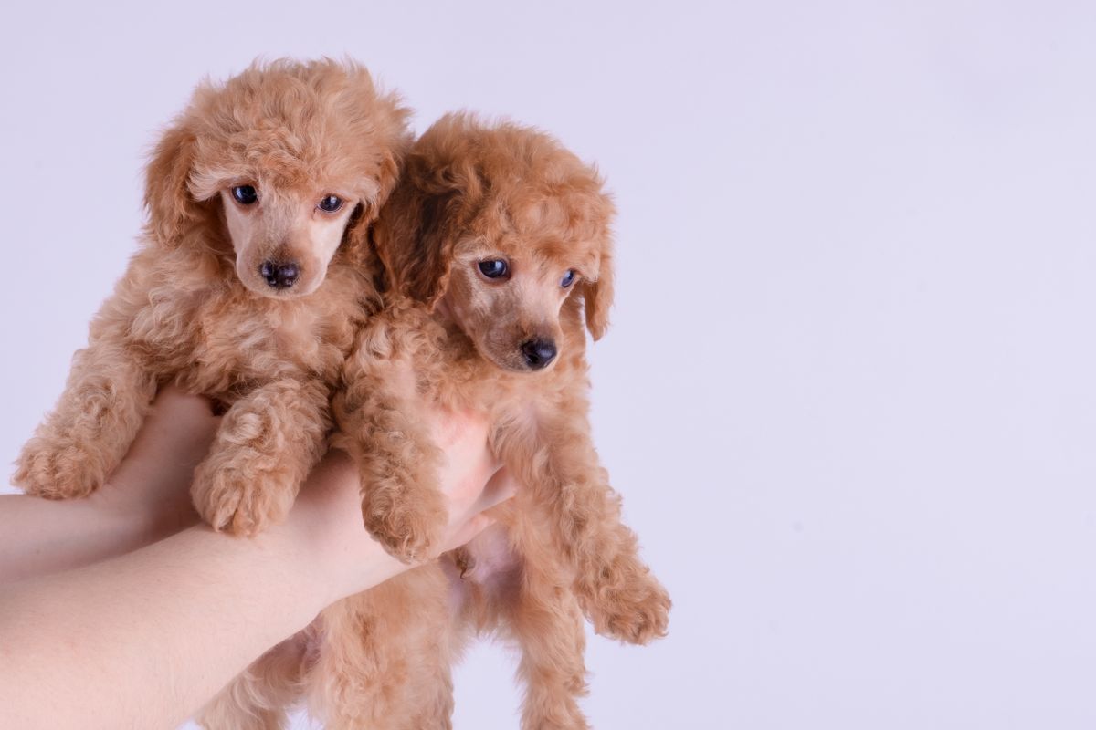 Caniche nain : un petit chien élégant et intelligent