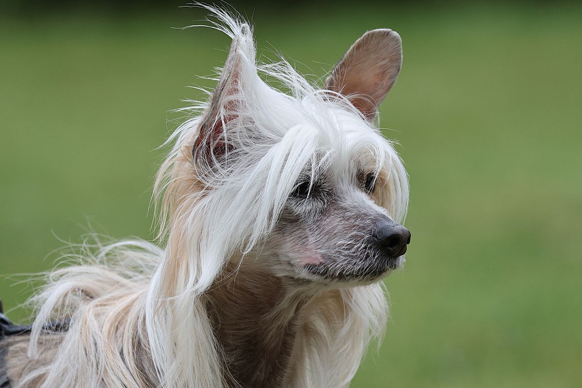 Chien à poil long : entretien et conseils pour son pelage