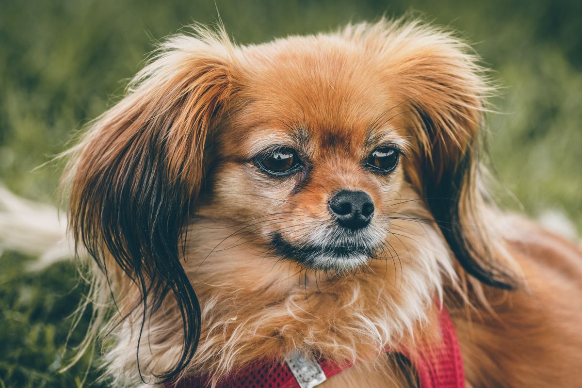 Chihuahua Papillon : un petit chien vif et plein de charme