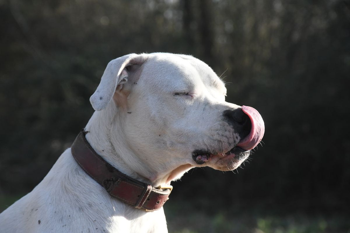 Dogo Canario : comprendre ce chien puissant et loyal
