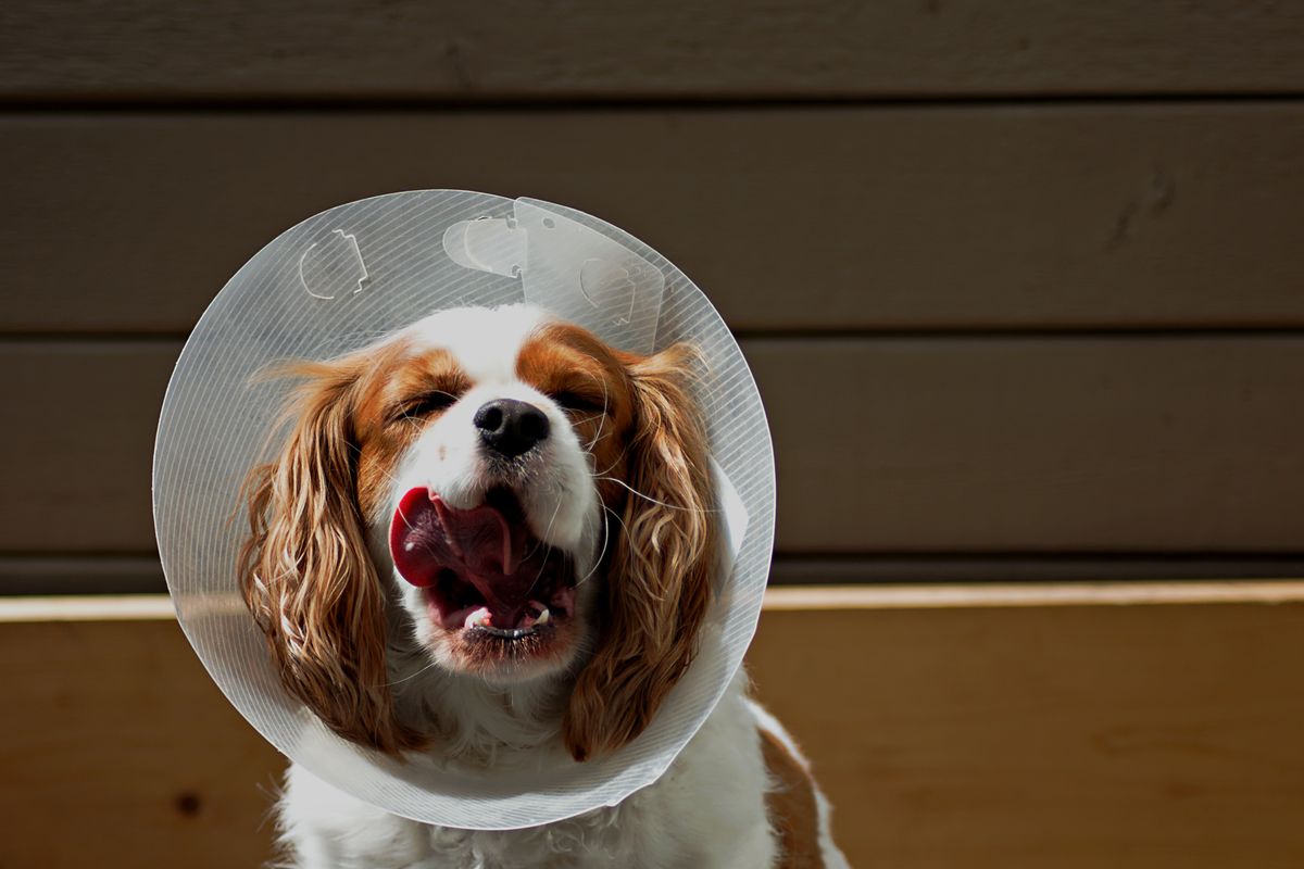 Donne Cavalier King Charles contre bons soins : adoption