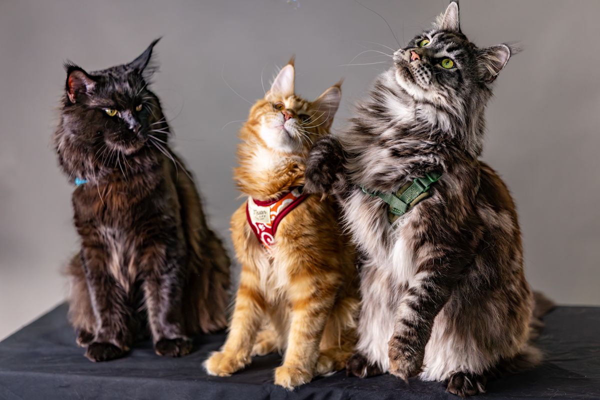 Maine Coon americano : caractère, soins et adoption