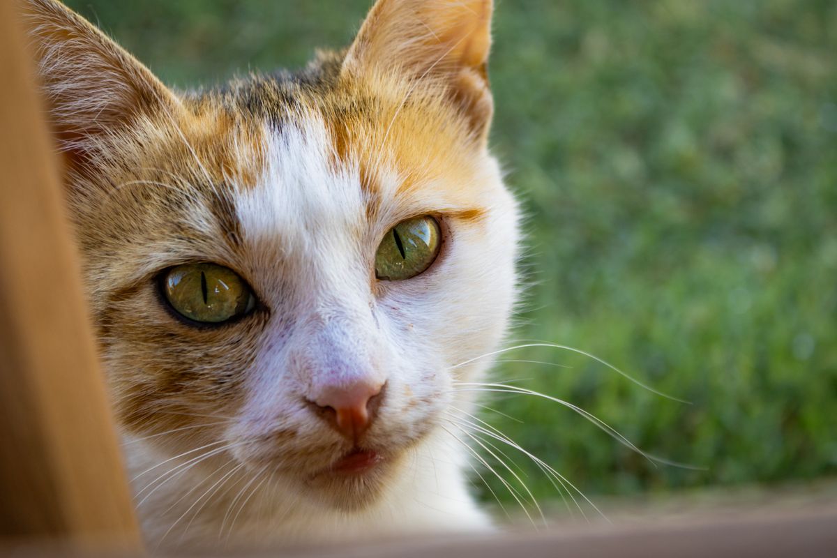 Meloxidyl pour chat : précautions et conseils d’utilisation