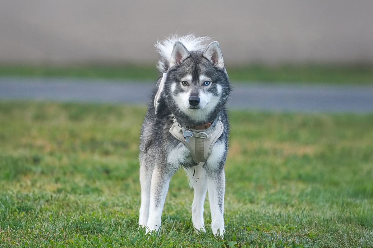 Alaskischer Klee Kai : guide complet sur cette race rare