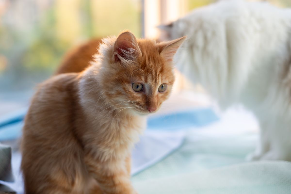 Purina One Chaton : bien choisir l’alimentation du jeune chat