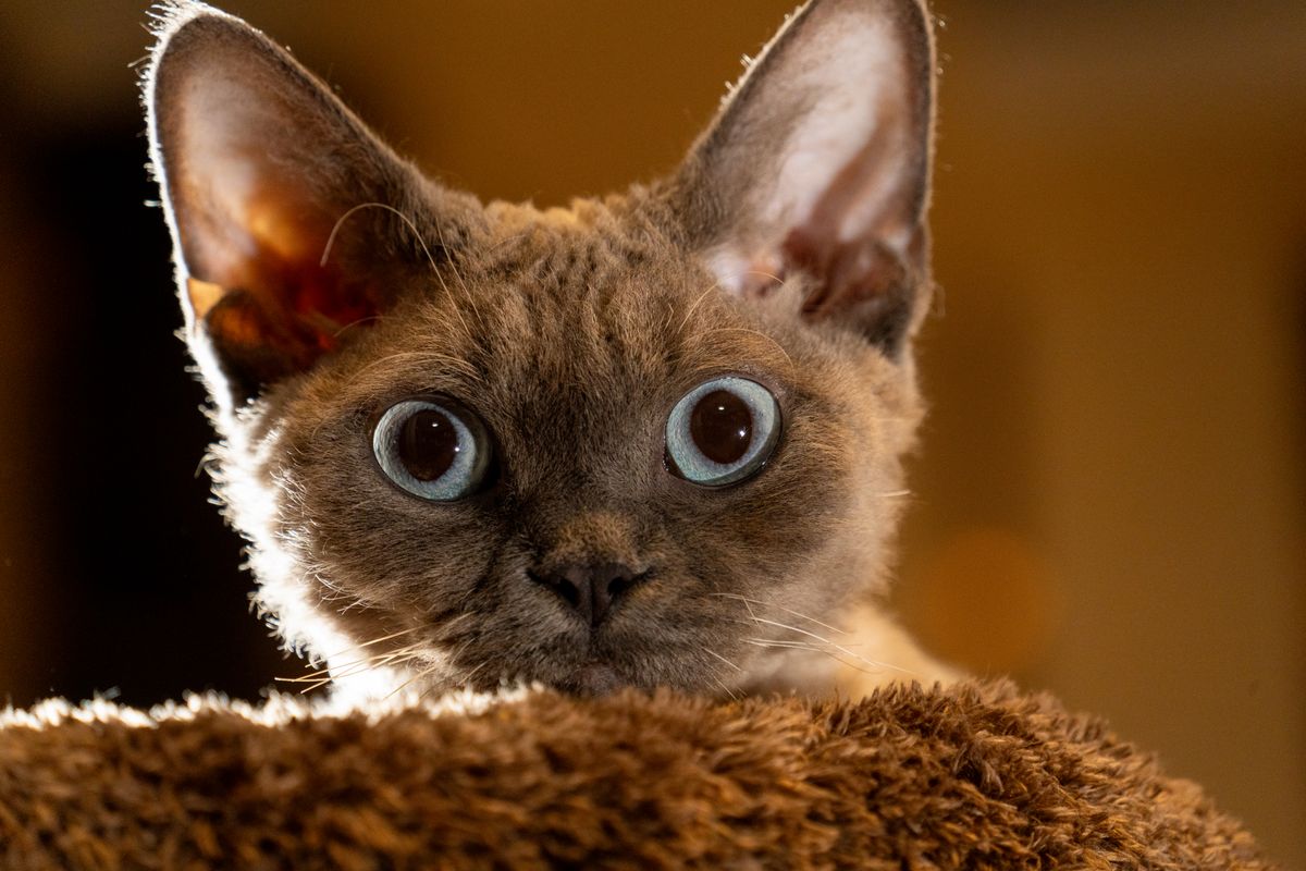 Selkirk Rex : tout savoir sur ce chat au pelage bouclé